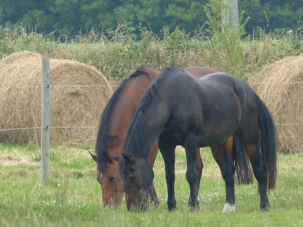 Paardenhof Guesthouse Esquelbecq 외부 사진